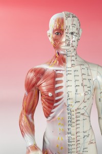 Acupuncture Model