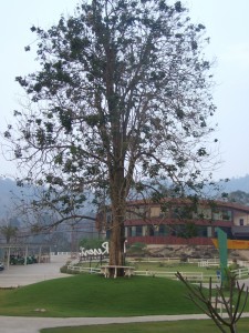 DSCF1161