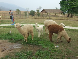 DSCF1200
