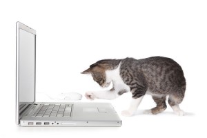 Adorable Kitten Using Laptop Computer